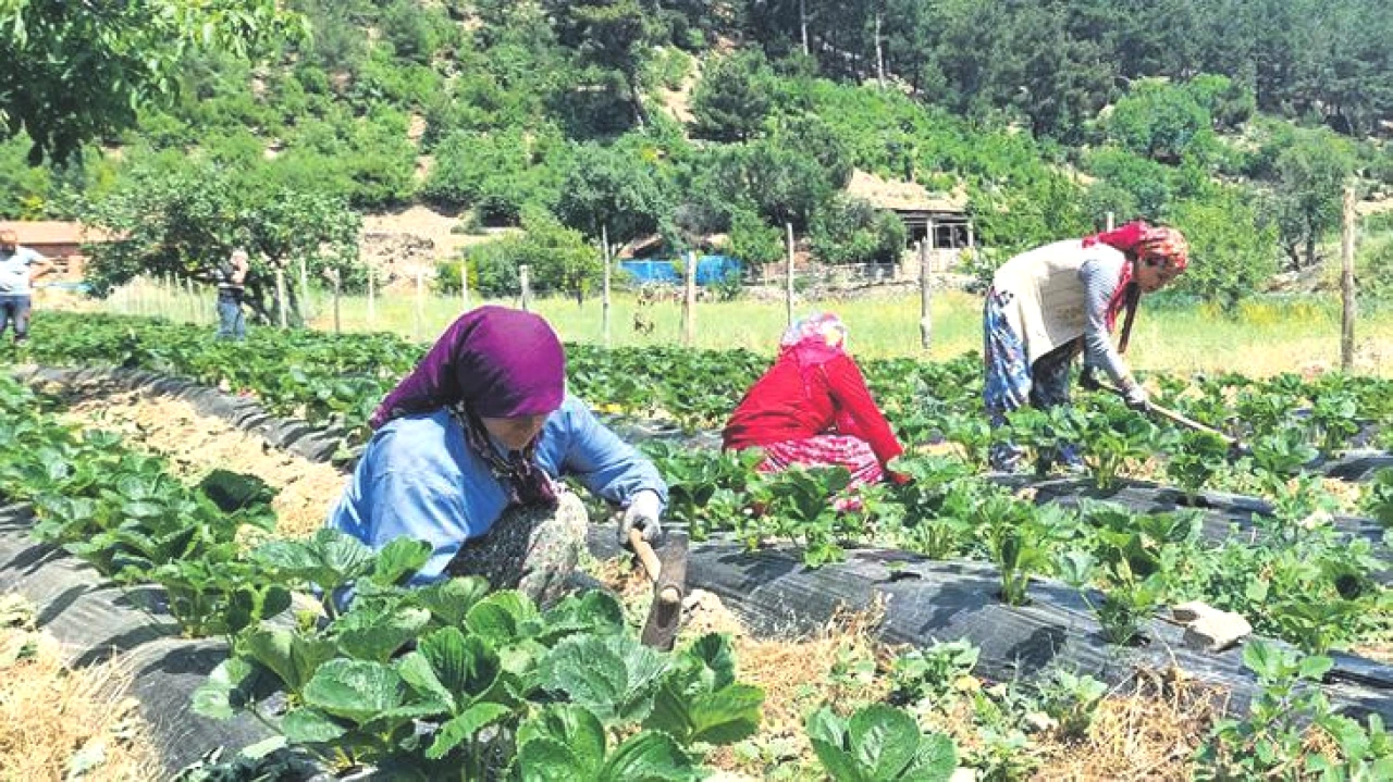 Kadın Çiftçiye 5 Milyon TL Kredi! 2 Yıl Ödemesiz, 10 Yıl Vadeli